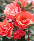 Simply Shade Guide Coral Knock Out® Rose Tree | Coral Rose Tree – Simply Trees