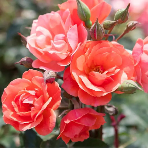 Coral Knock Out Rose Tree