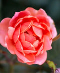 Simply Shade Guide Coral Knock Out® Rose Tree | Coral Rose Tree – Simply Trees