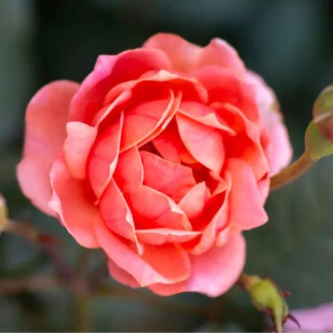 Coral Knock Out Rose Tree