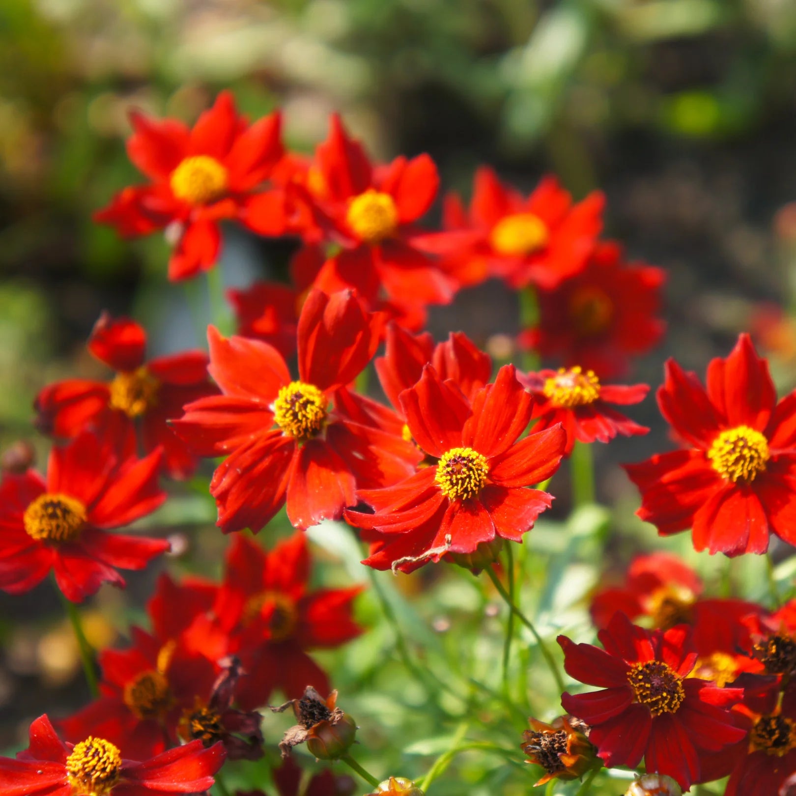 Coreopsis Hot Paprika | Popular Flowering Perennial Shrub – Simply Trees