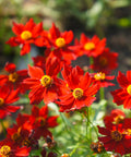 Coreopsis Hot Paprika