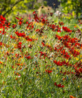 Coreopsis Hot Paprika