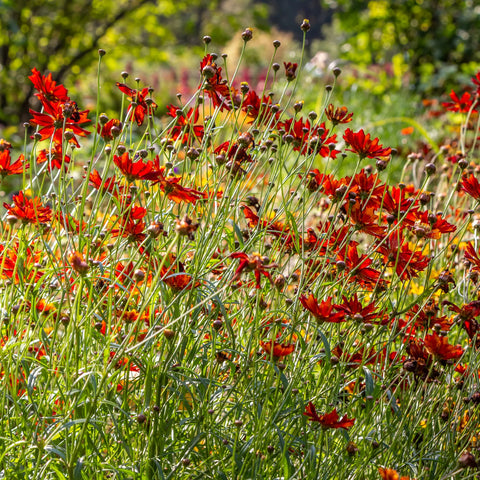 Coreopsis Hot Paprika