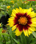 Coreopsis UpTick Yellow and Red