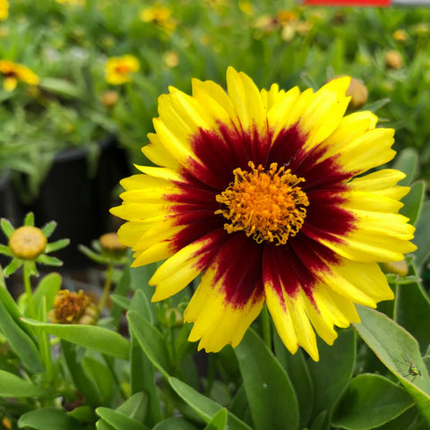 Coreopsis UpTick Yellow and Red