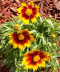 Coreopsis UpTick Yellow and Red