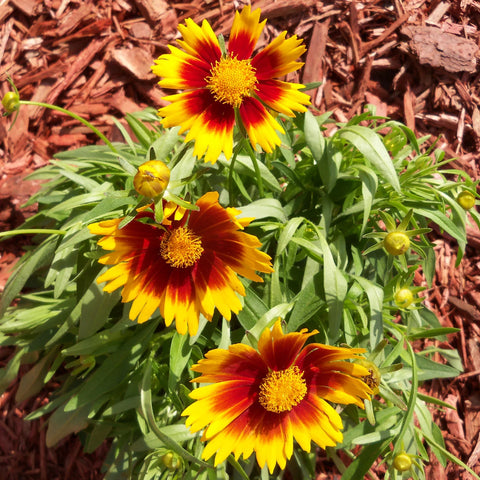 Coreopsis UpTick Yellow and Red