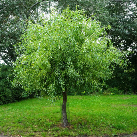 Corkscrew Willow Tree