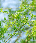 Corkscrew Willow Tree