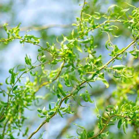 Corkscrew Willow Tree