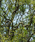 Corkscrew Willow Tree