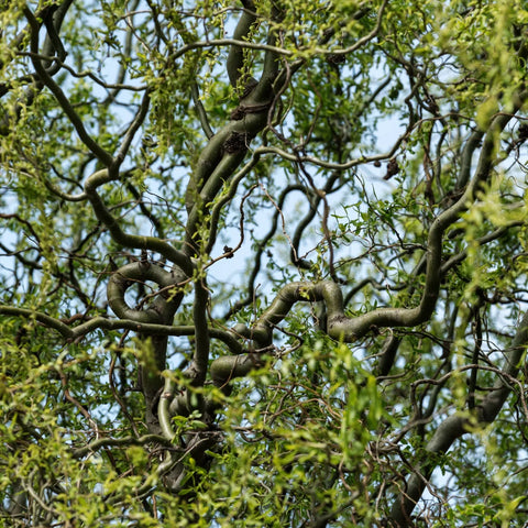 Corkscrew Willow Tree