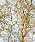Corkscrew Willow Tree