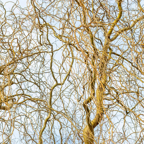 Corkscrew Willow Tree