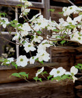 White Dogwood