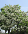 White Dogwood