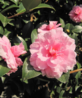 Cotton Candy Camellia