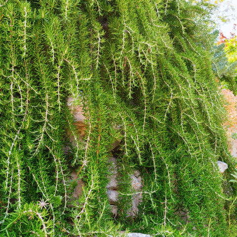 Creeping Rosemary