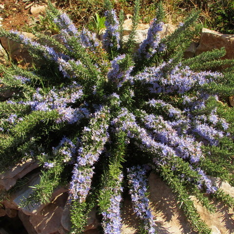 Creeping Rosemary