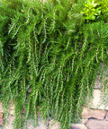 hanging rosemary plant Creeping Rosemary