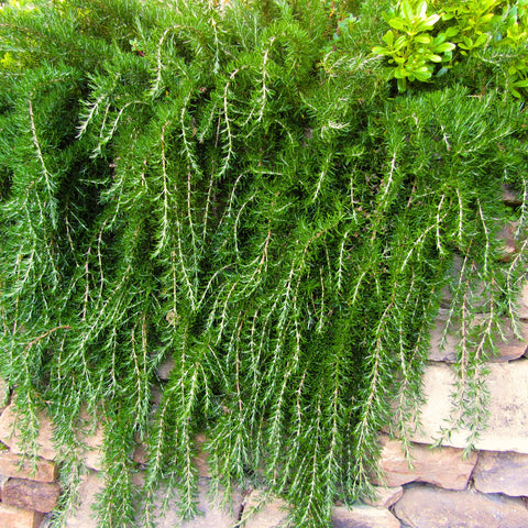 Creeping Rosemary