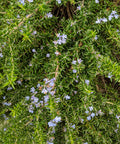 Creeping Rosemary