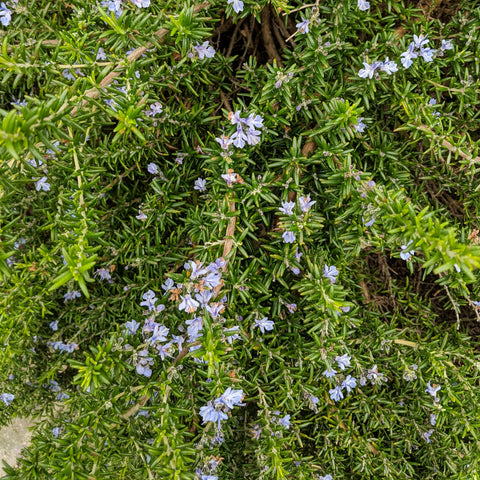 Creeping Rosemary