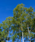 Dakota Pinnacle® Birch Tree
