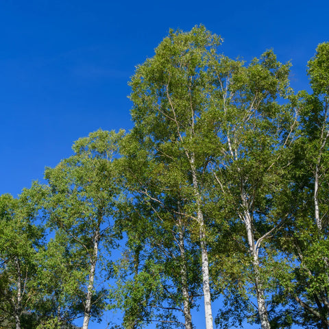 Dakota Pinnacle® Birch Tree