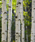 Dakota Pinnacle® Birch Tree