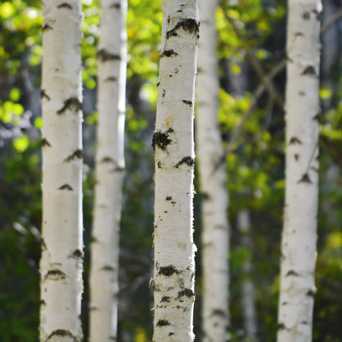 Dakota Pinnacle® Birch Tree