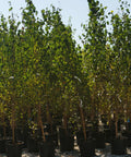 Dakota Pinnacle Birch tree