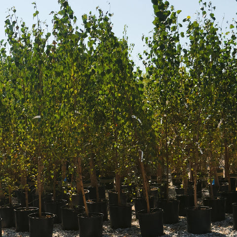 Dakota Pinnacle Birch tree