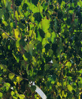 Dakota Pinnacle Birch tree