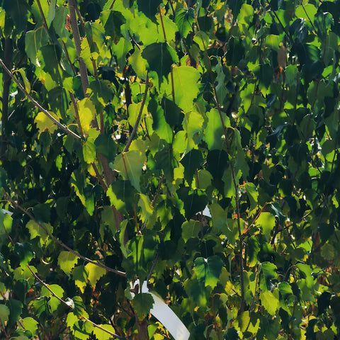 Dakota Pinnacle Birch tree