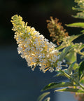 Dapper White Butterfly Bush