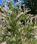 Dappled Willow Shrub