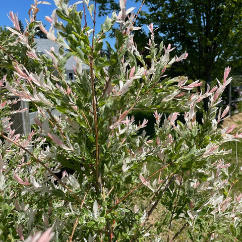 Dappled Willow Shrub