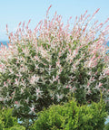 Dappled Willow Shrub