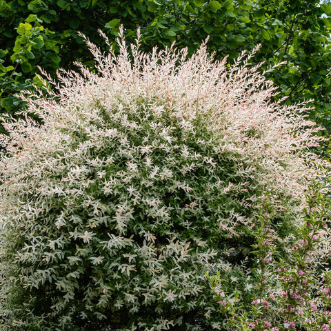 Dappled Willow Shrub