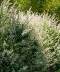 Dappled Willow Shrub