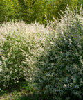 Dappled Willow Shrub