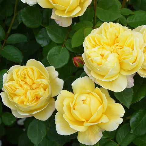 David Austin® Charles Darwin™ Rose Shrub