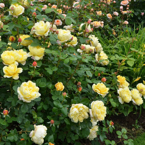 David Austin® Charles Darwin™ Rose Shrub
