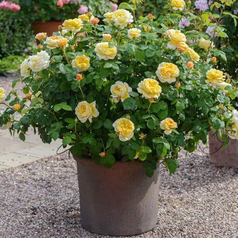 David Austin® Charles Darwin™ Rose Shrub