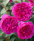 David Austin® James L. Austin™ Rose Shrub