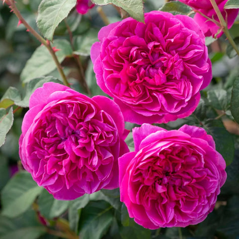 David Austin® James L. Austin™ Rose Shrub