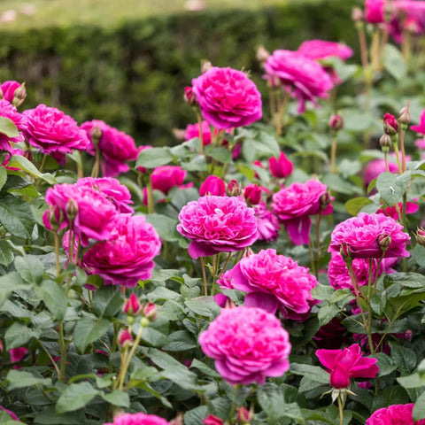 David Austin® James L. Austin™ Rose Shrub