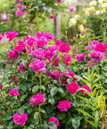 David Austin® James L. Austin™ Rose Shrub